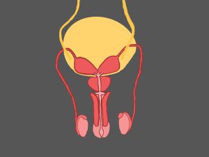 Prostata